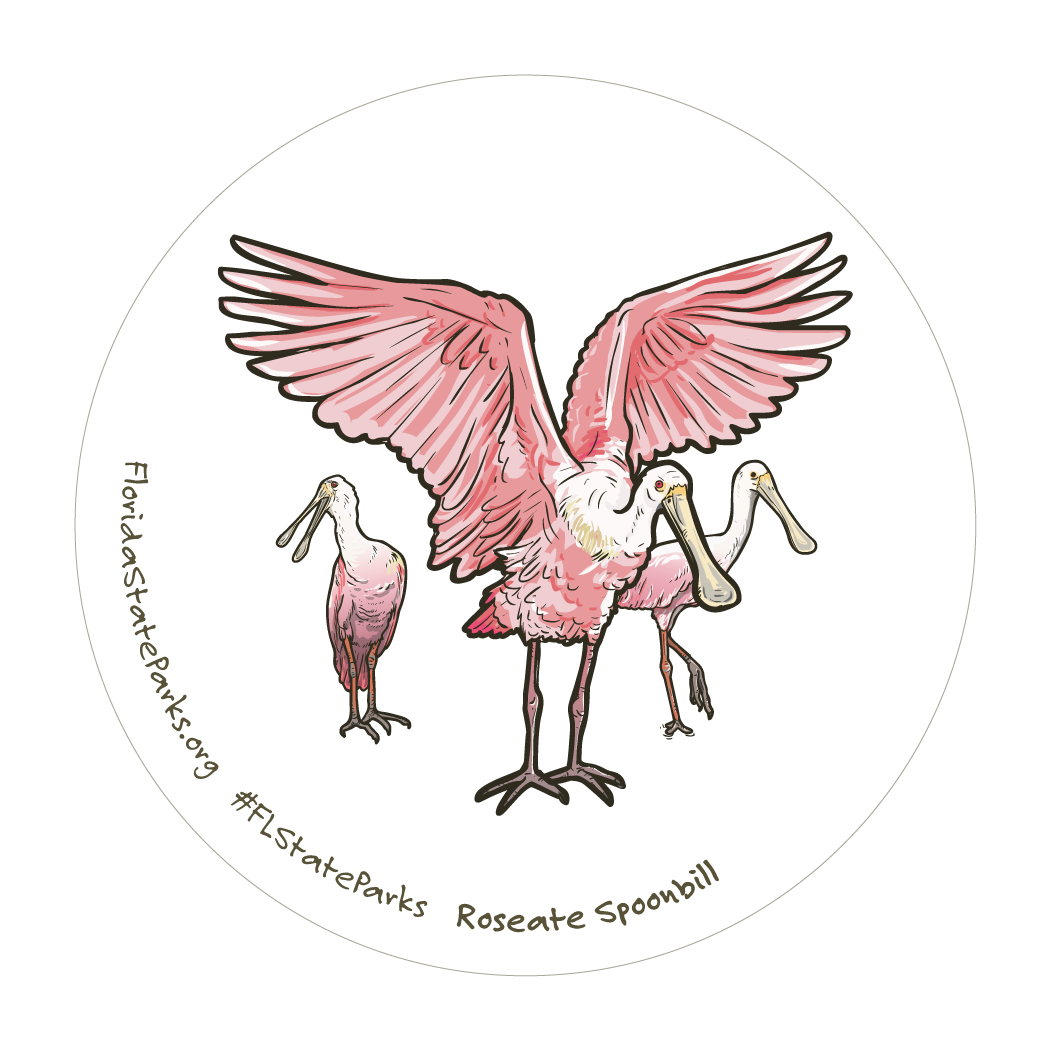 Roseate Spoonbill